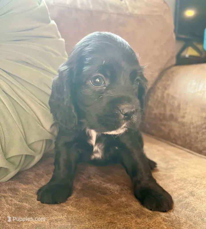 Black Jack  – Cocker Spaniel puppy for sale in Oral, SD