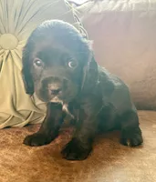 Black Jack , a male Cocker Spaniel for sale in Oral, SD – 9 of 9