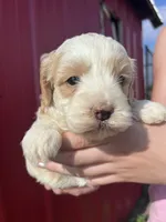 Max , a male Cockapoo for sale in Oral, SD – 2 of 6