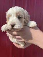 Max , a male Cockapoo for sale in Oral, SD – 4 of 6