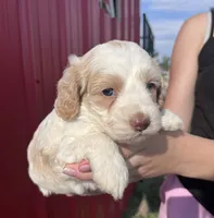 Ranger , a male Cockapoo for sale in Oral, SD – 4 of 5