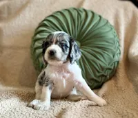 Flash , a male Cocker Spaniel for sale in Oral, SD – 5 of 8