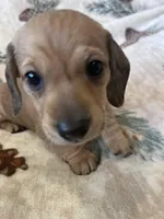 Sadie, a female Miniature Dachshund for sale in Oral, SD – Photo 6 of 10