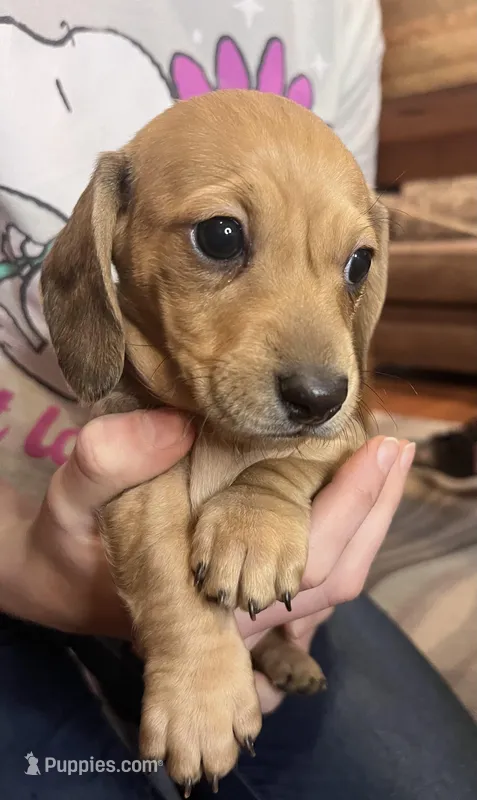 Sadie, a female Miniature Dachshund for sale in Oral, SD – Photo 1 of 10