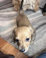 Sadie, a female Miniature Dachshund for sale in Oral, SD – Photo 9 of 10