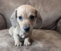 Sadie, a female Miniature Dachshund for sale in Oral, SD – Photo 8 of 10