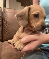 Sadie, a female Miniature Dachshund for sale in Oral, SD – Photo 2 of 10