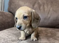Sadie, a female Miniature Dachshund for sale in Oral, SD – Photo 10 of 10