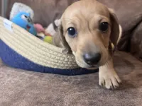 Sadie, a female Miniature Dachshund for sale in Oral, SD – Photo 3 of 10