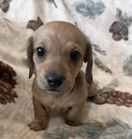 Sadie, a female Miniature Dachshund for sale in Oral, SD – Photo 7 of 10