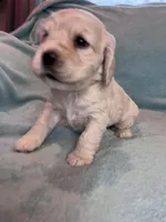 Missy, a female Cocker Spaniel for sale in Oral, SD – Photo 1 of 10