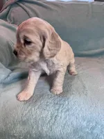 Missy, a female Cocker Spaniel for sale in Oral, SD – Photo 5 of 10