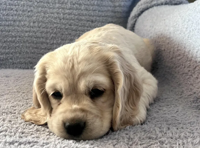Missy – Cocker Spaniel puppy for sale in Oral, SD