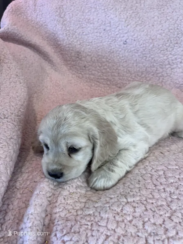 Missy – Cocker Spaniel puppy for sale in Oral, SD