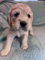 Missy, a female Cocker Spaniel for sale in Oral, SD – Photo 2 of 10