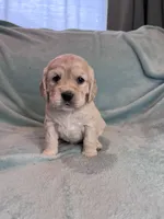 Missy, a female Cocker Spaniel for sale in Oral, SD – Photo 7 of 10