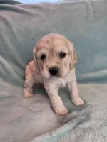 Missy, a female Cocker Spaniel for sale in Oral, SD – Photo 3 of 10