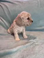 Missy, a female Cocker Spaniel for sale in Oral, SD – Photo 8 of 10