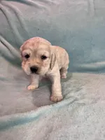 Missy, a female Cocker Spaniel for sale in Oral, SD – Photo 6 of 10