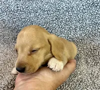Fynn , a male Miniature Dachshund for sale in Oral, SD – 3 of 9