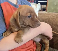 Annie, a male Miniature Dachshund for sale in Oral, SD – Photo 2 of 9