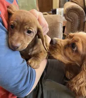 Annie, a male Miniature Dachshund for sale in Oral, SD – Photo 5 of 9