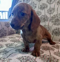 Annie, a male Miniature Dachshund for sale in Oral, SD – Photo 6 of 9