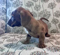 Annie, a male Miniature Dachshund for sale in Oral, SD – Photo 9 of 9