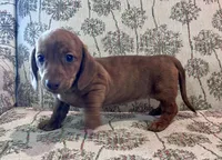 Annie, a male Miniature Dachshund for sale in Oral, SD – Photo 8 of 9