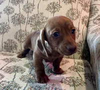 Annie, a male Miniature Dachshund for sale in Oral, SD – Photo 7 of 9
