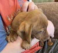 Annie, a male Miniature Dachshund for sale in Oral, SD – Photo 4 of 9