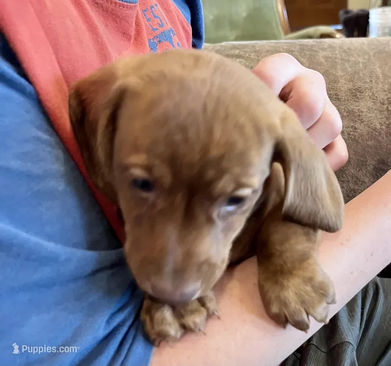 Annie – Miniature Dachshund puppy for sale in Oral, SD