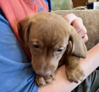 Annie, a male Miniature Dachshund for sale in Oral, SD – Photo 1 of 9