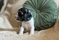 Allie , a female Cocker Spaniel for sale in Oral, SD – 5 of 10