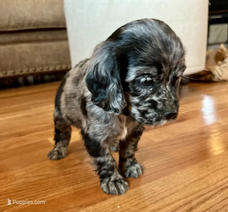 Margaret  – Cocker Spaniel puppy for sale in Oral, SD