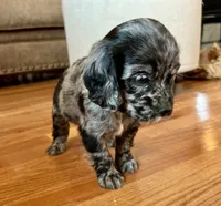 Margaret , a female Cocker Spaniel for sale in Oral, SD – 1 of 10