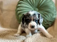 Flash , a male Cocker Spaniel for sale in Oral, SD – 8 of 8