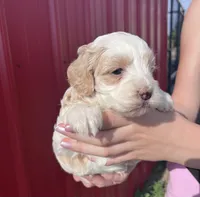 Max , a male Cockapoo for sale in Oral, SD – 3 of 6