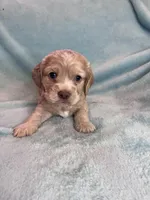 Finn , a male Cocker Spaniel for sale in Oral, SD – Photo 10 of 10