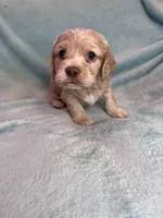 Finn , a male Cocker Spaniel for sale in Oral, SD – Photo 7 of 10