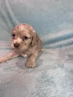 Finn , a male Cocker Spaniel for sale in Oral, SD – Photo 9 of 10