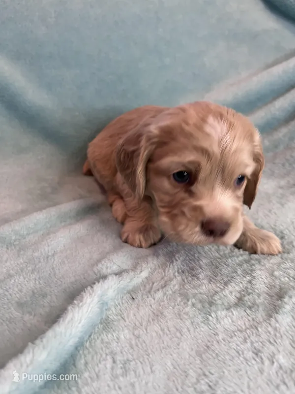 Finn , a male Cocker Spaniel for sale in Oral, SD – Photo 1 of 10