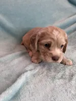 Finn , a male Cocker Spaniel for sale in Oral, SD – Photo 1 of 10