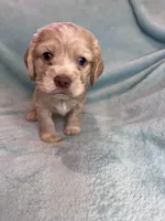 Finn , a male Cocker Spaniel for sale in Oral, SD – Photo 4 of 10