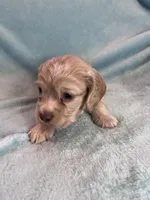 Finn , a male Cocker Spaniel for sale in Oral, SD – Photo 8 of 10