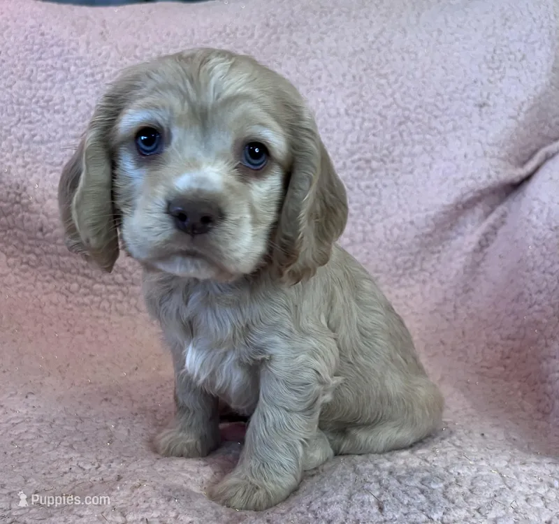 Finn  – Cocker Spaniel puppy for sale in Oral, SD