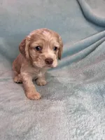 Finn , a male Cocker Spaniel for sale in Oral, SD – Photo 6 of 10
