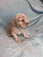 Finn , a male Cocker Spaniel for sale in Oral, SD – Photo 2 of 10