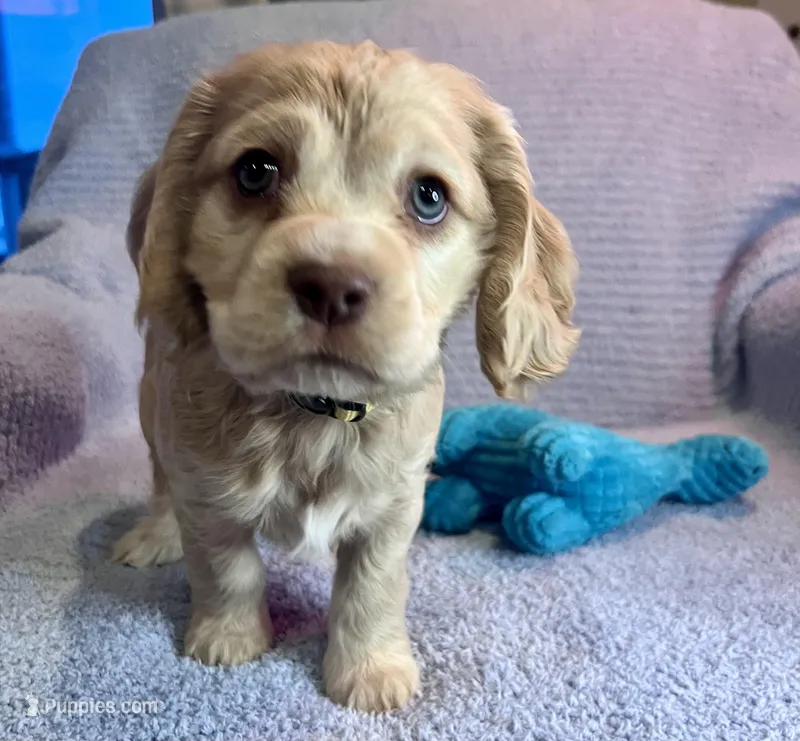 Finn  – Cocker Spaniel puppy for sale in Oral, SD