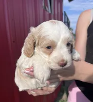 Ranger , a male Cockapoo for sale in Oral, SD – 3 of 5